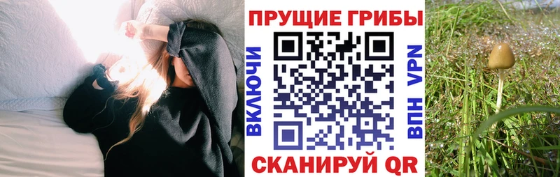 Псилоцибиновые грибы Psilocybe  Гороховец 